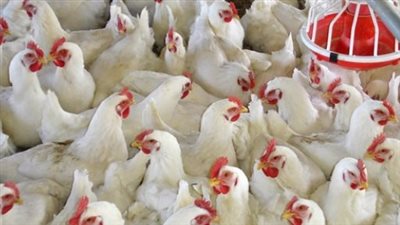تقرير الأسواق: هبوط سعر كارتونة البيض الأبيض إلى 95 جنيهاً للمستهلك النهائي