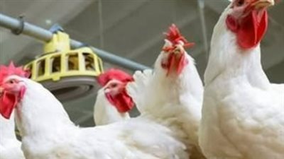 بكام الفراخ النهارده؟ تحديث يومي لأسعار الدواجن والكتاكيت بمحافظة الشرقية