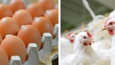 حركة الأسواق في الشرقية: هدوء في أسعار الدواجن البيضاء بعد تذبذبات الأسبوع الماضي