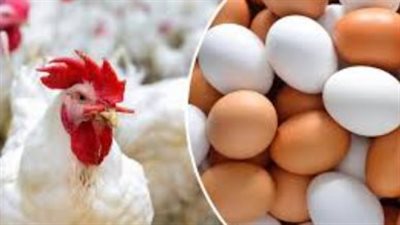 استقرار نسبي يسيطر على سوق الدواجن والبيض.. وتوقعات بتقلبات مع اقتراب عيد الأضحى