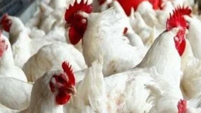 تقرير أسعار الدواجن اليوم: العوامل المؤثرة على حركة البيع والشراء بمصر