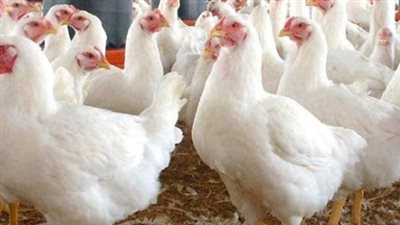 أسعار البيض والدواجن اليوم.. هل تتجه الأسواق نحو انخفاض جديد؟