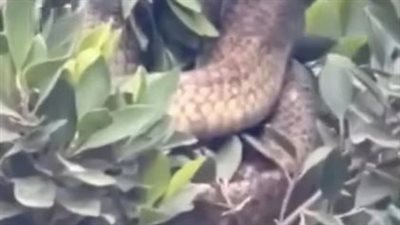 بعد ليلة مرعبة في قرية المنشأة الكبرى..ماذا تفعل إذا واجهت ثعباناً ضخماً وسط الأشجار؟