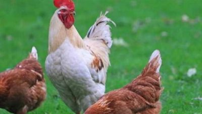 مفاجآت في سعر كيلو الفراخ البيضاء: هل تستمر موجة الانخفاض التدريجي في الأسواق الشعبية؟