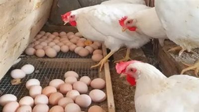 دليلك لأسعار الطيور اليوم.. كم سجل سعر كيلو البانيه والفراخ الساسو للمستهلك؟