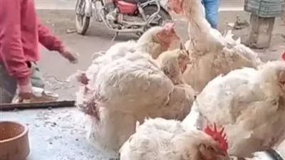 استقرار أسعار الدواجن والبيض في الأسواق المصرية اليوم الأحد