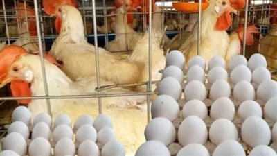تحديث أسعار الفراخ والبيض اليوم.. تعرف على سعر الكيلو وكرتونة الأحمر والأبيض
