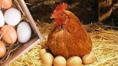 بشرى للمستهلكين.. ثبات أسعار الدواجن البيضاء والساسو في المزارع والأسواق