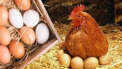 استقرار سعر كيلو الفراخ الساسو عند 101 جنيه بالمزرعة.. تفاصيل البيع في محلات الطيور