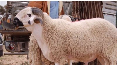 ذبح 7681 أضحية مجانًا بالمجازر الحكومية في ثالث أيام العيد.. والزراعة تواصل رفع الطوارئ البيطرية