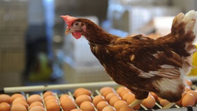 مفاجأة في سعر كرتونة البيض اليوم.. الأحمر والأبيض يسجلان تراجعًا ملحوظًا