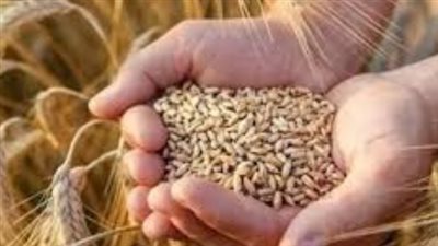 استقرار أسعار السلع الأساسية.. سعر طن الأرز الشعير رفيع الحبة يبدأ من 13500 جنيه