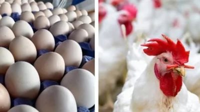 تراجع أسعار الدواجن 10% قبل عيد الأضحى.. وزيادة المعروض تهدئ الأسواق