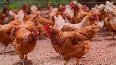 أسعار الدواجن اليوم.. الفراخ الساسو تتخطى حاجز الـ 100 جنيه في الأسواق
