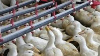 أسعار البط المسكوفي والمولر والبيور اليوم في الأسواق المصرية بالتفصيل