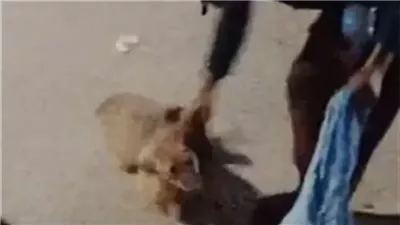 الداخلية تكشف ملابسات فيديو الاعتداء على كلب ضال وتضبط المتهم بالقاهرة