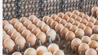 أسعار كرتونة البيض اليوم 11_ 5_ 2026