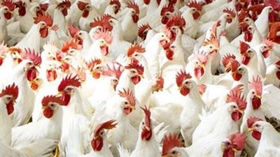 أسعار الفراخ والبيض اليوم السبت في مصر: رصد حي لحركة العرض والطلب بأسواق الجملة