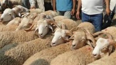 محظورات شرعية عند الذبح.. نهي نبوي عن إظهار السكين وجر الأنعام بعنف
