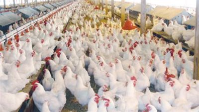 بورصة الدواجن اليوم.. استقرار أسعار الفراخ البيضاء والبلدي والساسو في الأسواق المصرية