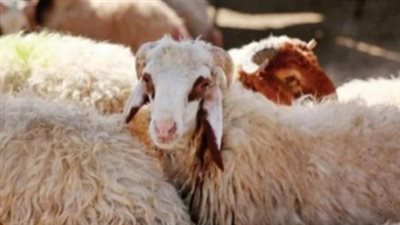 الزراعة تضخ كميات ضخمة من اللحوم بتخفيضات 30% بمناسبة قرب عيد الاضحى