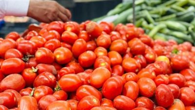 أسعار الطماطم تشعل الأسواق: الغرف التجارية تكشف الأسباب الحقيقية وراء قفزة 