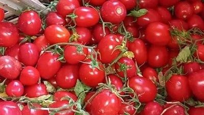 شعبة الخضروات تطمئن المواطنين: انخفاض درجات الحرارة وراء اشتعال أسعار الطماطم