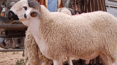 قبل شراء الأضحية.. علامات مهمة تكشف سلامة اللحوم وجودة الذبيحة في عيد الأضحى
