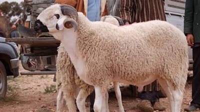 الحكومة تكثف استعداداتها لعيد الأضحى وتوفر اللحوم بتخفيضات تصل لـ40%