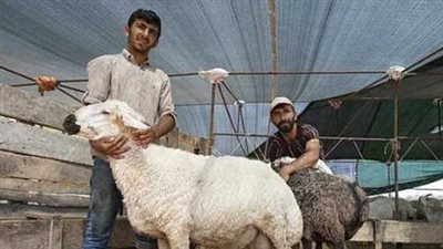 عيد الأضحى يشعل أسواق الماشية.. وحيل خفية لرفع الوزن الوهمي تثير القلق
