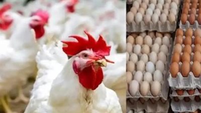 لماذا انخفضت أسعار الدواجن والبيض في مصر؟ اتحاد المنتجين يوضح الأسباب