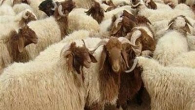 مع اقتراب عيد الأضحى.. نصائح ذهبية وإرشادات بيطرية لاختيار أضحية سليمة