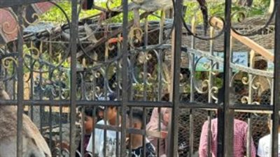 جولة في قلب القاهرة: كيف قضى الزوار أوقاتهم في حديقة الحيوان بالحديقة الدولية؟