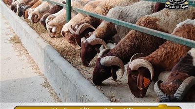 وزارة الزراعة ترفع درجة الاستعداد القصوى بالمجازر الحكومية استعدادًا لعيد 