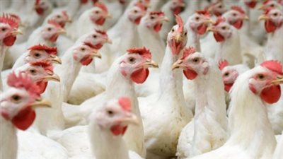 بورصة الدواجن الآن: استقرار أسعار الفراخ البيضاء وتراجع الساسو اليوم الأحد 31 مايو 2026