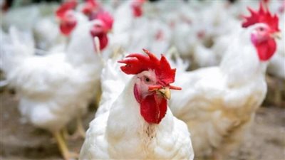 استقرار أسعار الفراخ والبيض في الأسواق