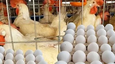 خريطة أسعار السلع الغذائية: الدواجن والبيض في تعاملات اليوم السبت