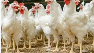 بورصة الدواجن اليوم: استقرار عند 70 جنيهًا للمستهلك ومفاجآت في الأسعار
