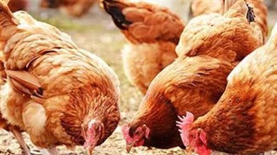 نشرة الأسعار اليومية: أسعار الفراخ والبيض وفقاً لبوابة مجلس الوزراء