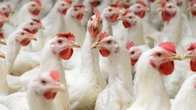 استقرار أسعار السمان والطيور في السوق المحلي اليوم الخميس