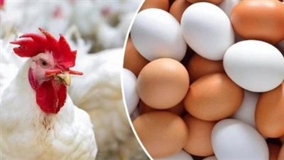 استقرار أسعار الفراخ البيضاء في الأسواق المصرية اليوم الأربعاء 10 يونيو 2026