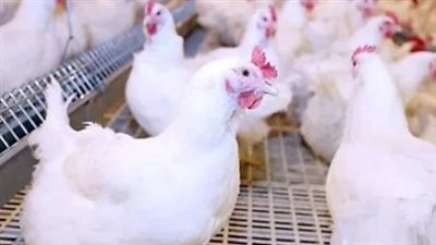 حركة البيع والشراء اليوم: الأسعار المتفاوتة للدواجن في المحال والسلاسل التجارية
