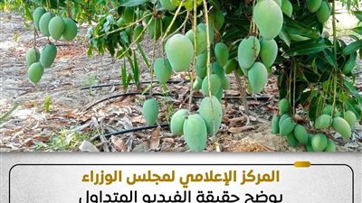 المركز الإعلامي لمجلس الوزراء يوضح حقيقة فيديو مواد نضج الفاكهة
