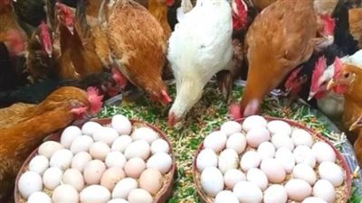أسعار الفراخ البيضاء والبلدي في المزارع والأسواق اليوم الأحد