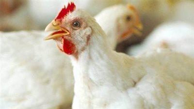 دليل أسعار الفراخ والبيض اليوم في مصر: أسعار المزرعة ومحلات التجزئة