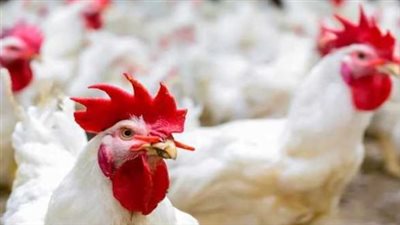 رحلة هبوط الدواجن: لماذا انخفضت الأسعار في المزارع المصرية اليوم؟