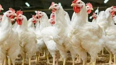 ارتفاع أسعار الدواجن اليوم الأحد 28 يونيو 2026 في الأسواق والمزارع