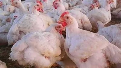 بعد هبوط البانيه.. تعرف على أحدث أسعار الدواجن الأمهات والساسو البلدي