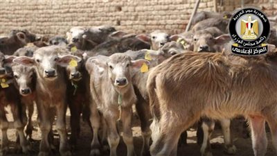 الزراعة تعتمد تمويلات جديدة بنحو نصف مليار جنيه لدعم صغار مربي الماشية