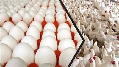 مؤشرات أسعار الدواجن: الفراخ البيضاء تسجل 59 جنيهاً بالمزرعة اليوم